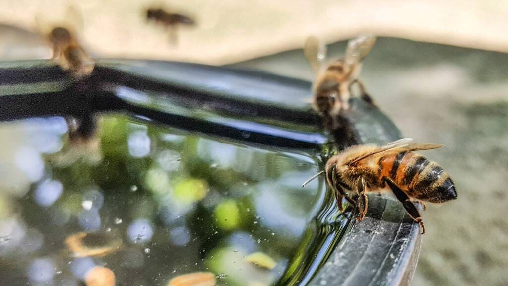 Abeilles en train de s’abreuver au lavoir de la ferme du Domaine Saint-Antonin
