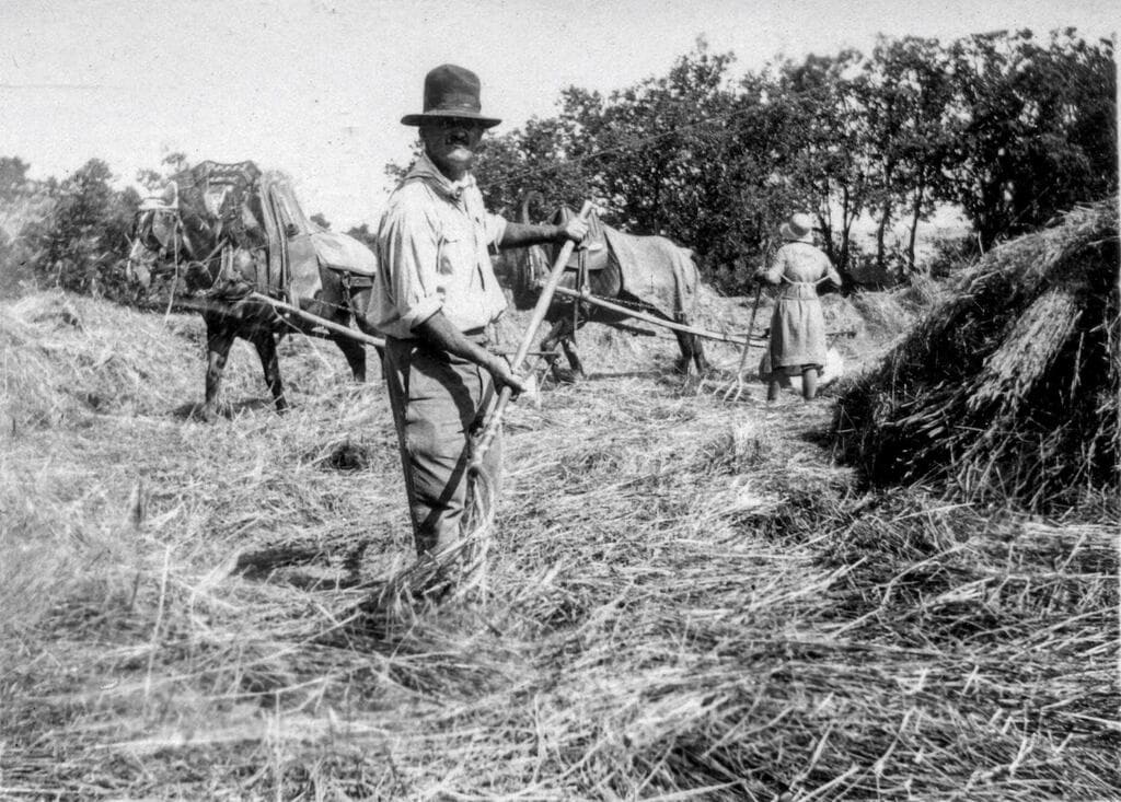 Le battage du blé, par Mr BANIS, sur le Domaine Saint-Antonin, en 1930 © Domaine Saint-Antonin / Association TOUN
