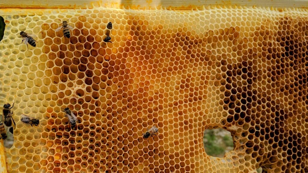 Nos amies les abeilles en plein travail au Domaine Saint-Antonin – 2018