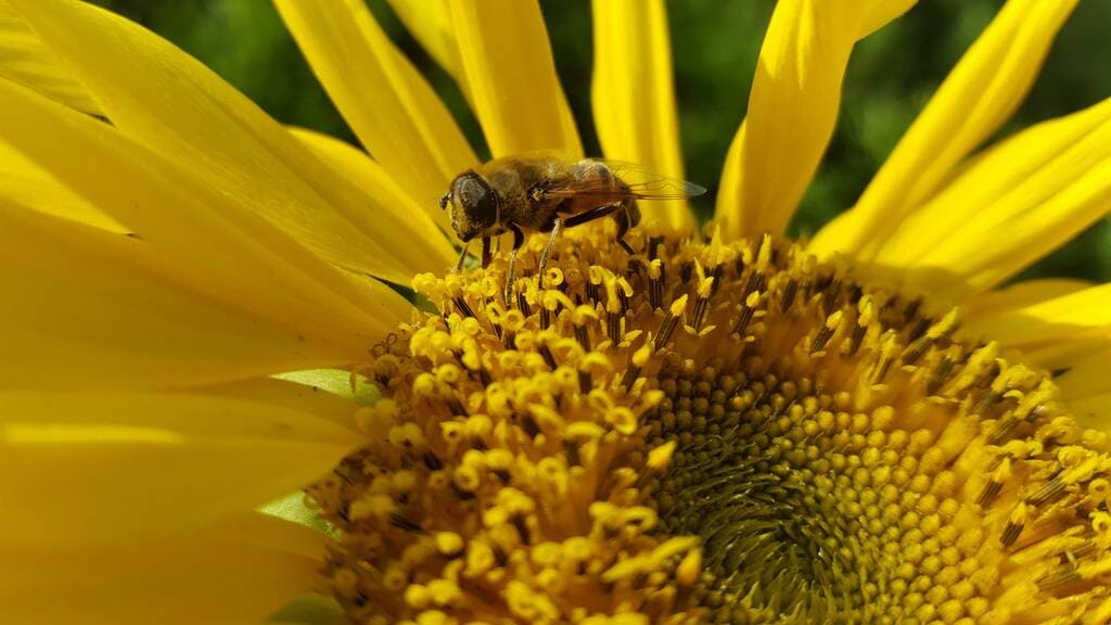 Une abeille en plein butinage de pollen de tournesol sur le Domaine Saint-Antonin